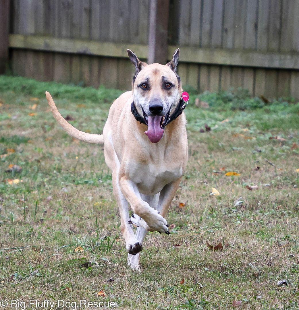 Sadie: The Gloriously Awkward Underdog Looking for Her Forever Home photo 4
