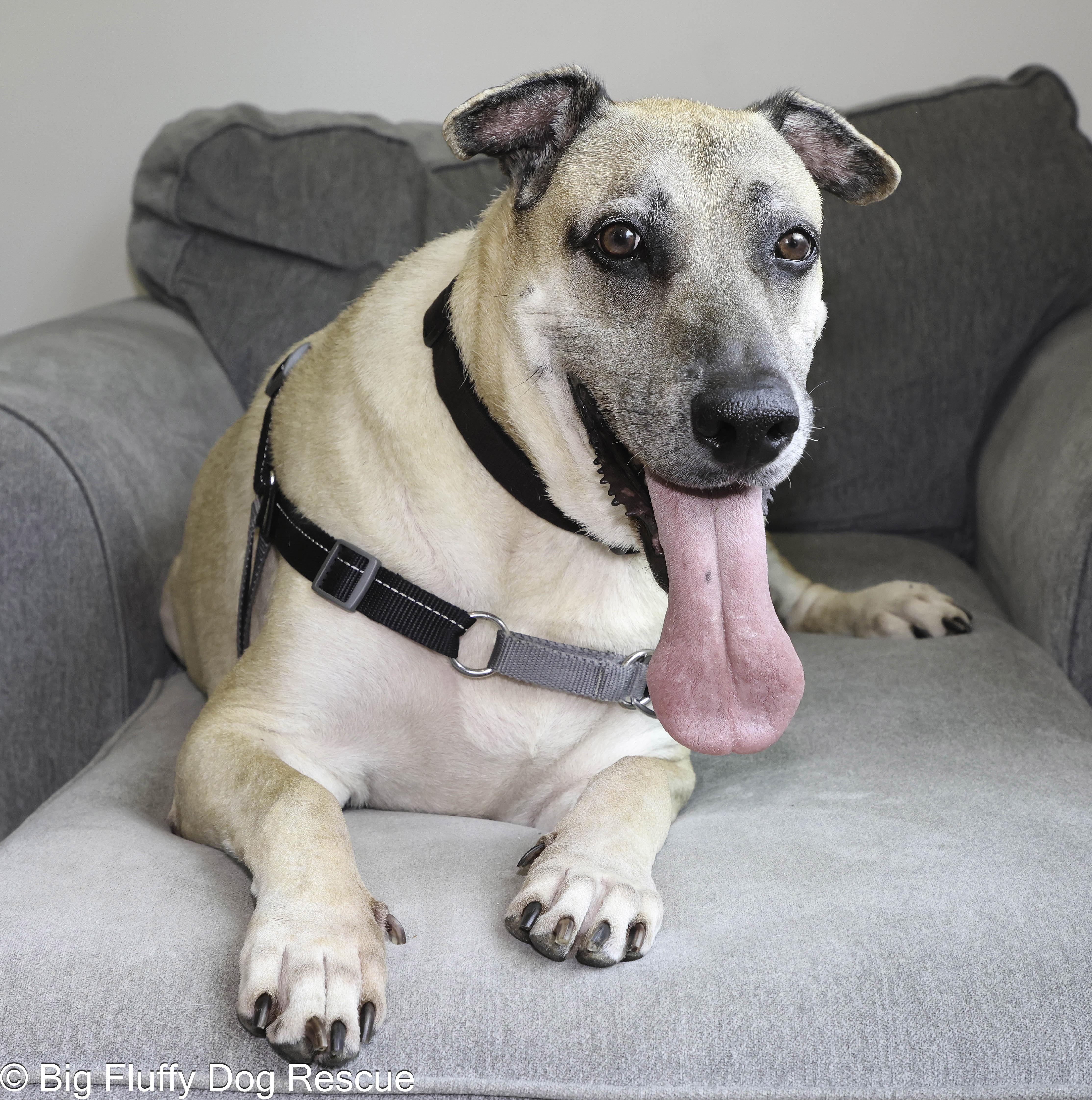 Sadie: The Gloriously Awkward Underdog Looking for Her Forever Home photo 3