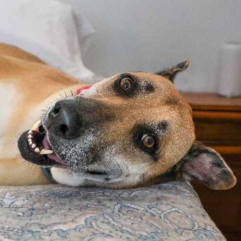 Sadie: The Gloriously Awkward Underdog Looking for Her Forever Home photo 2