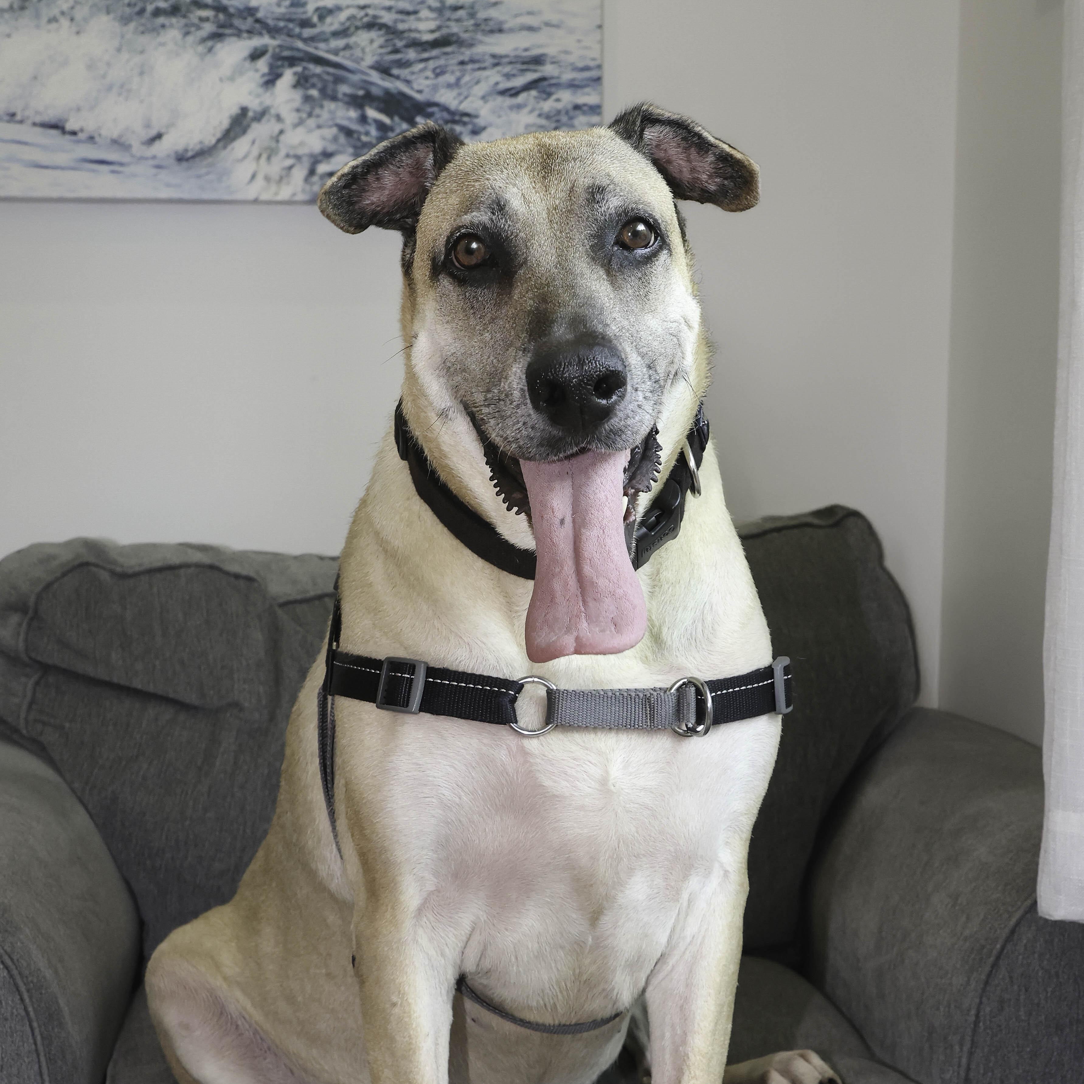 Sadie: The Gloriously Awkward Underdog Looking for Her Forever Home, Adult Female unknown