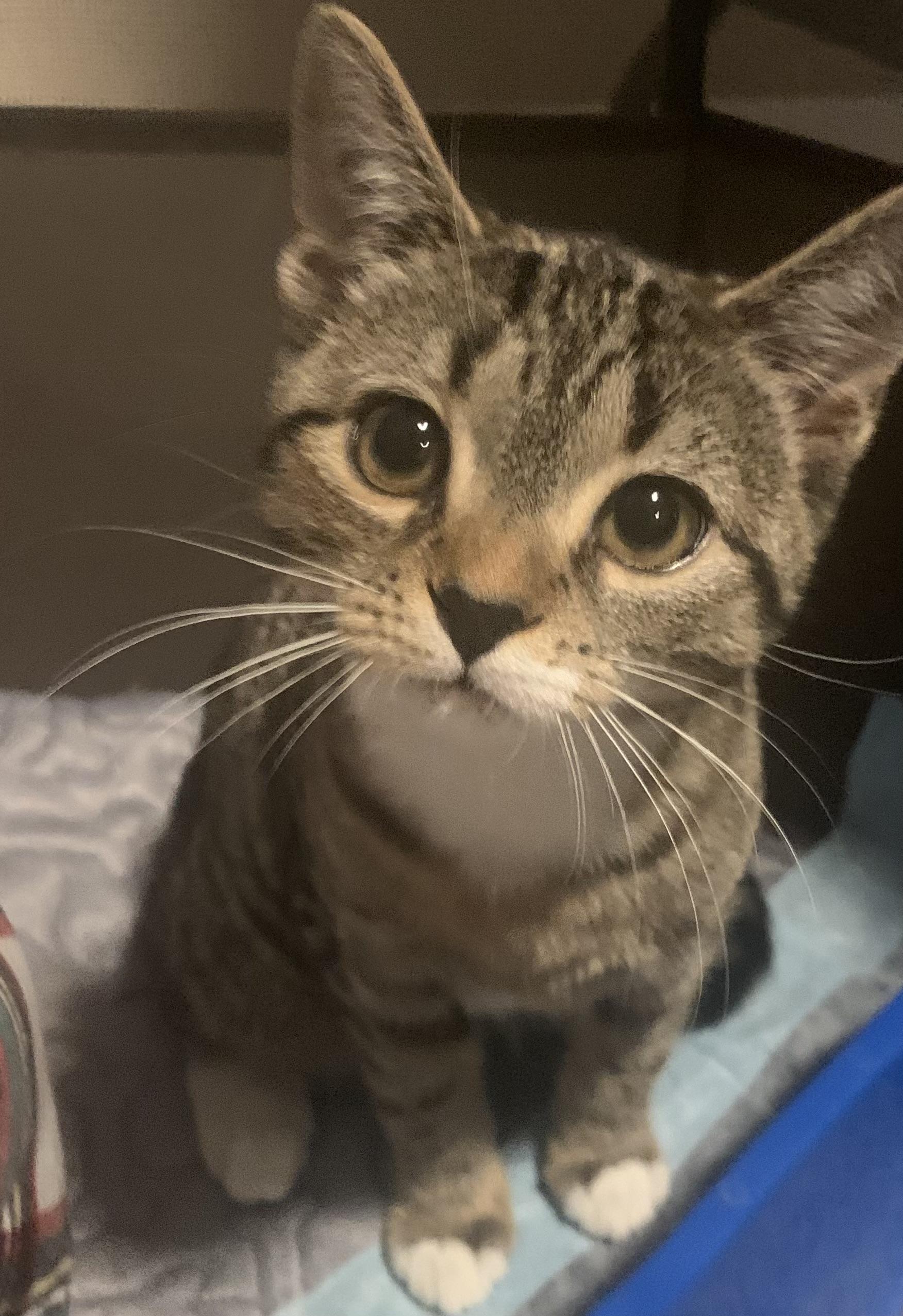 Enlarge Prue, an adopted Domestic Short Hair in Turnersville, NJ image 3/3