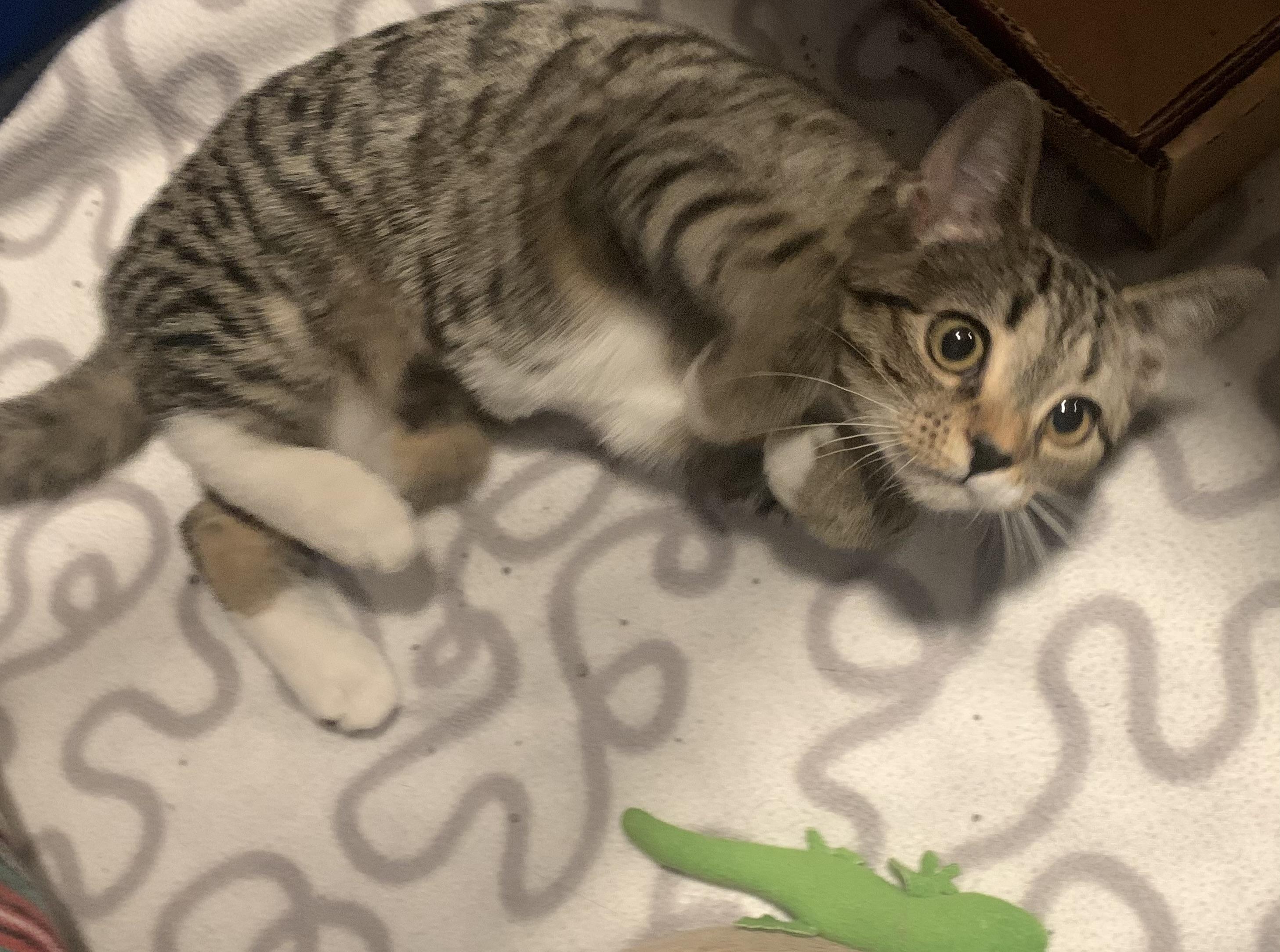 Enlarge Prue, an adopted Domestic Short Hair in Turnersville, NJ image 2/3