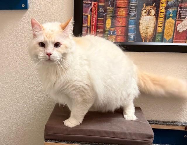 Sven, ADOPTABLE, Adult Male Domestic Long Hair & Siamese.