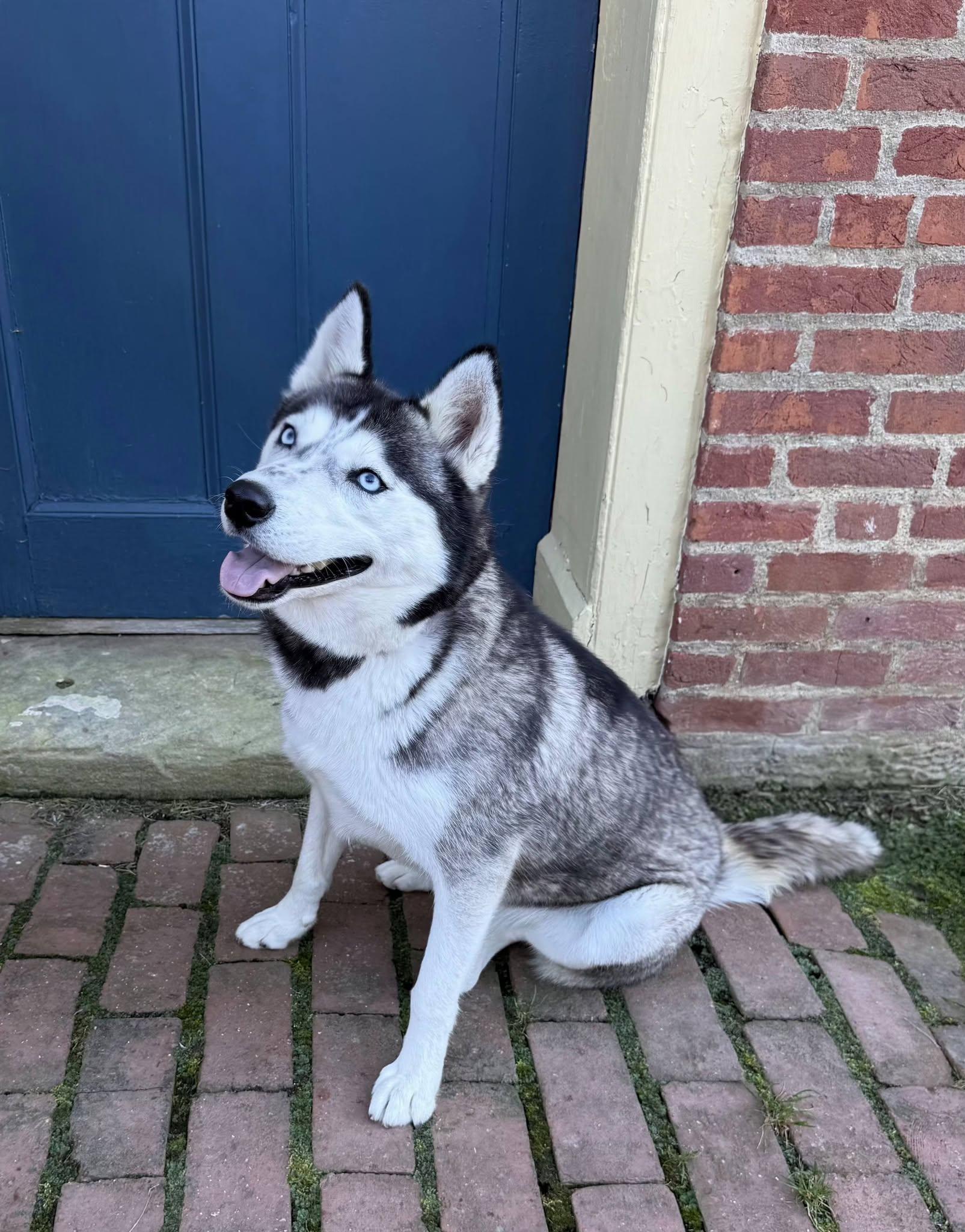 Enlarge Raven, a Adoptable Siberian Husky in East Sparta, OH image 6/6