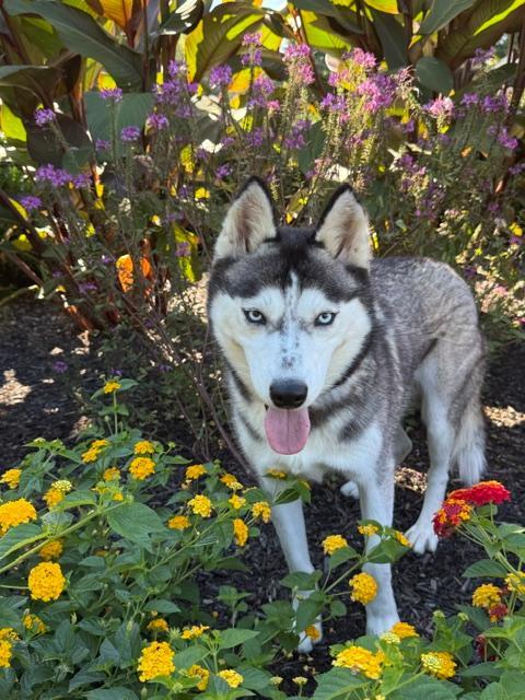 Enlarge Raven, a Adoptable Siberian Husky in East Sparta, OH image 1/6