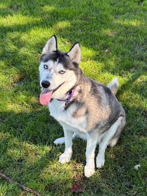 Enlarge Raven, a Adoptable Siberian Husky in East Sparta, OH image 2/6