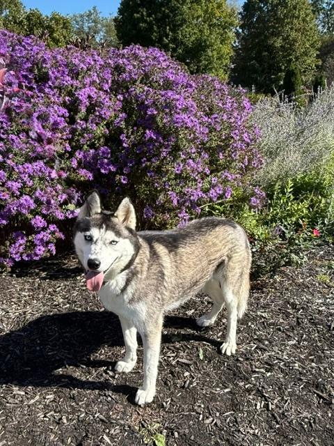 Enlarge Raven, a Adoptable Siberian Husky in East Sparta, OH image 3/6