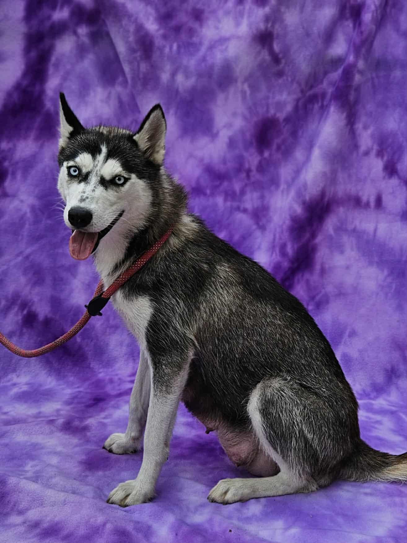 Enlarge Raven, a Adoptable Siberian Husky in East Sparta, OH image 1/1