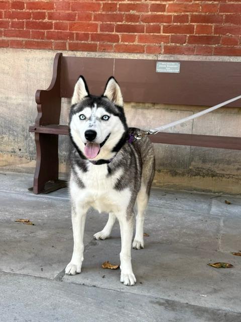 Enlarge Raven, a Adoptable Siberian Husky in East Sparta, OH image 4/6