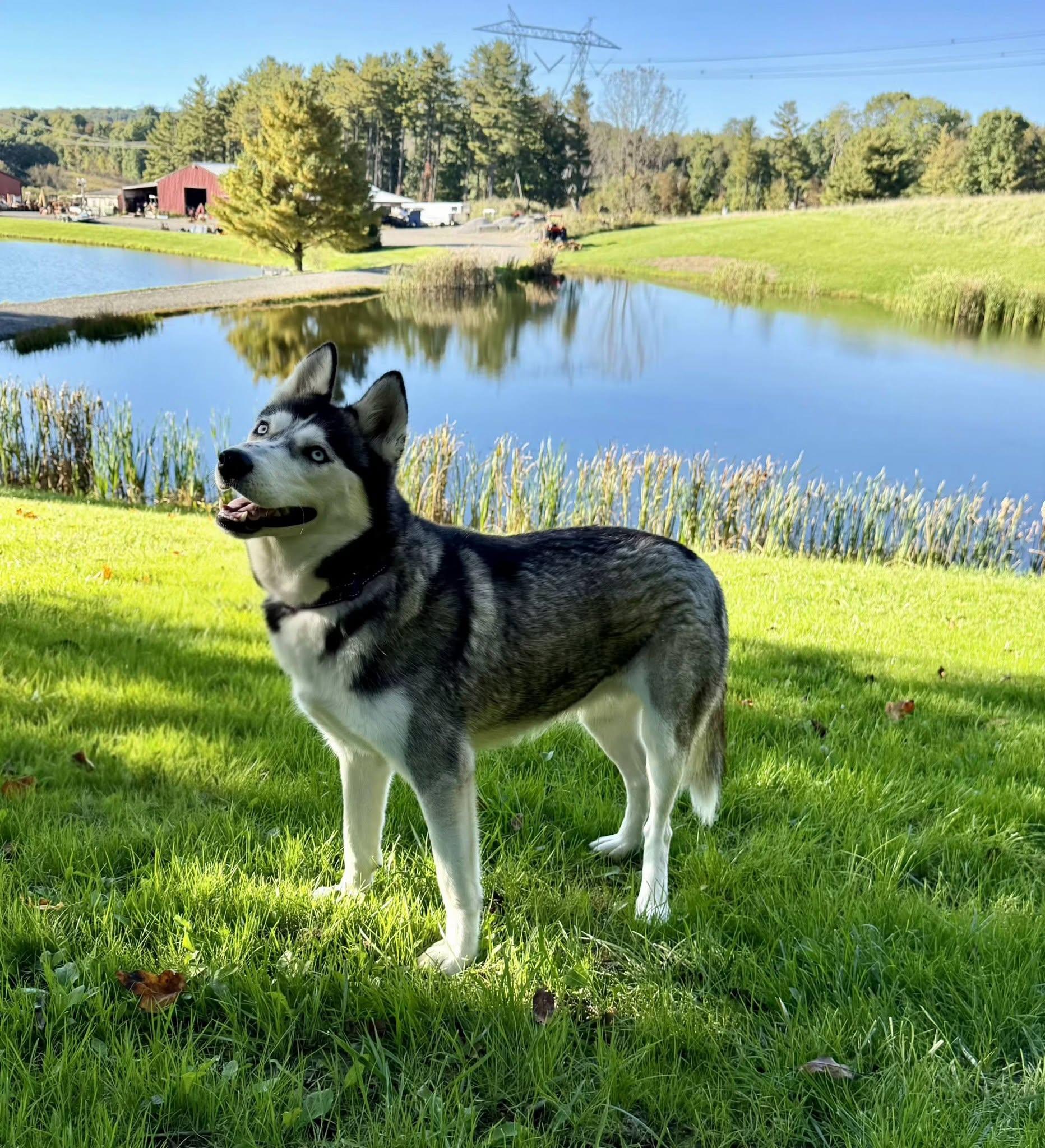 Enlarge Raven, a Adoptable Siberian Husky in East Sparta, OH image 5/6