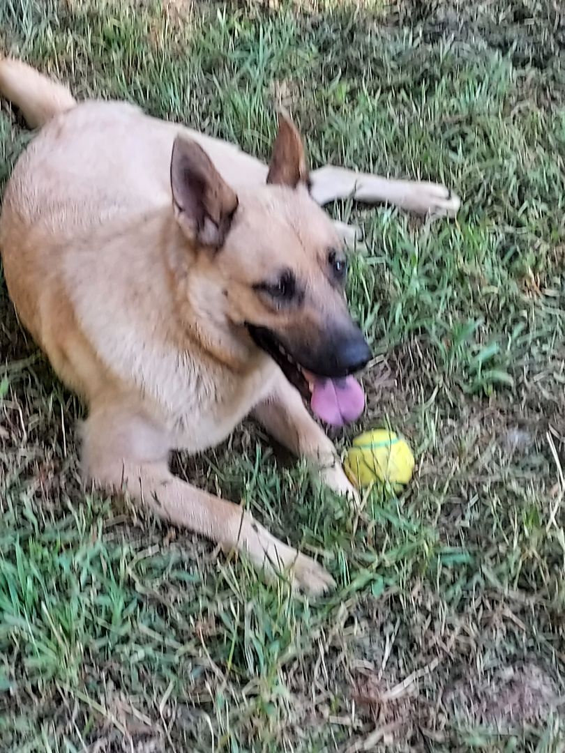 Sadie, a Adoptable German Shepherd Dog in Southington, CT image 1/12