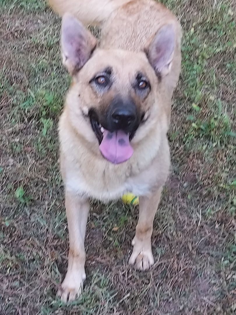 Sadie, a Adoptable German Shepherd Dog in Southington, CT image 2/12