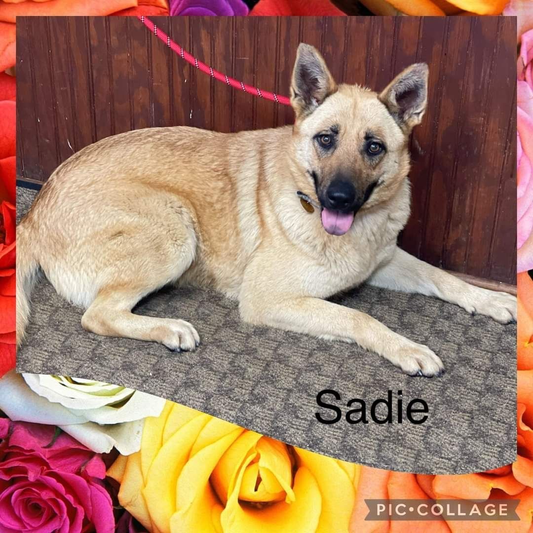 Sadie, a Adoptable German Shepherd Dog in Southington, CT image 3/12