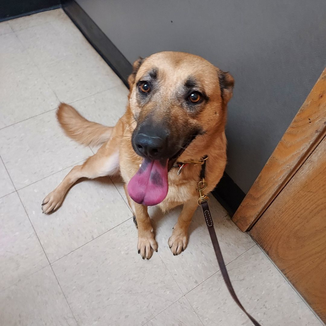 Sadie, a Adoptable German Shepherd Dog in Southington, CT image 4/12