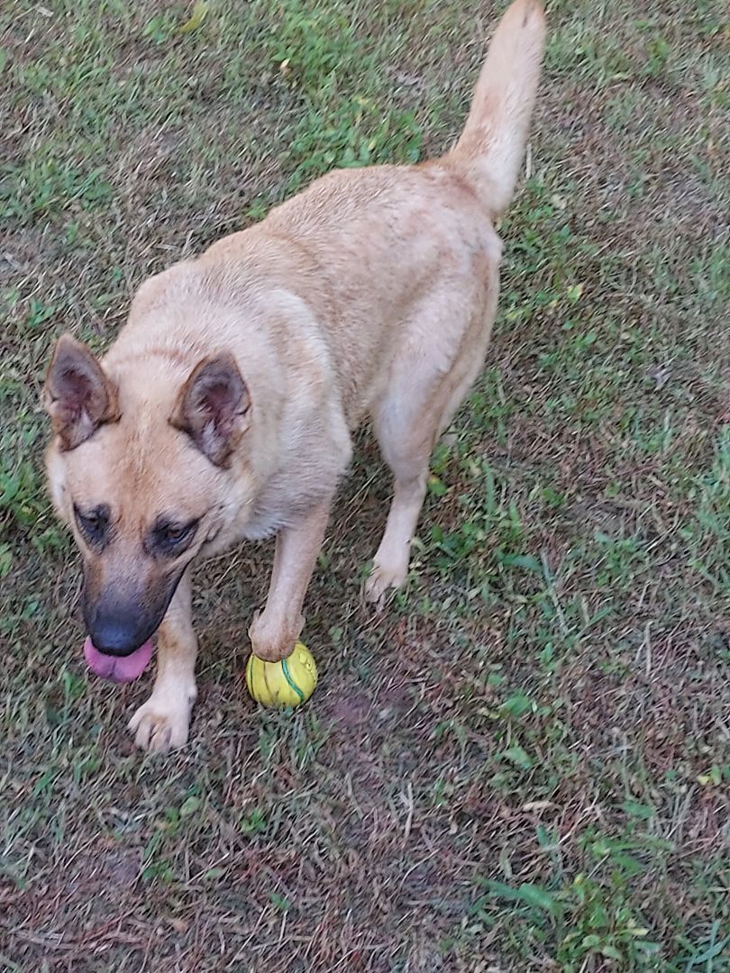 Sadie, a Adoptable German Shepherd Dog in Southington, CT image 5/12