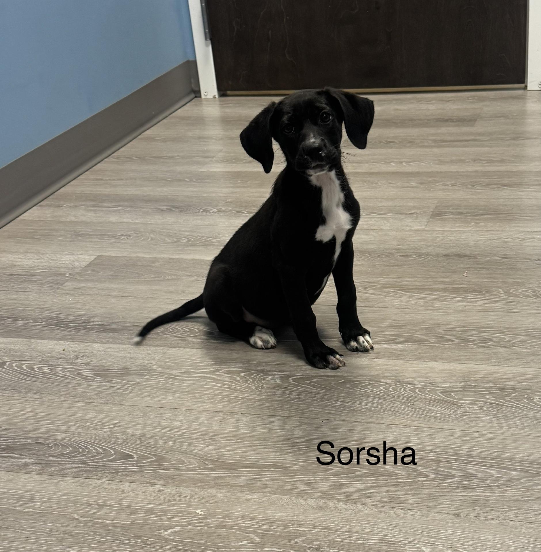 Sorsha, adopted, Young Female Labrador Retriever & Hound.