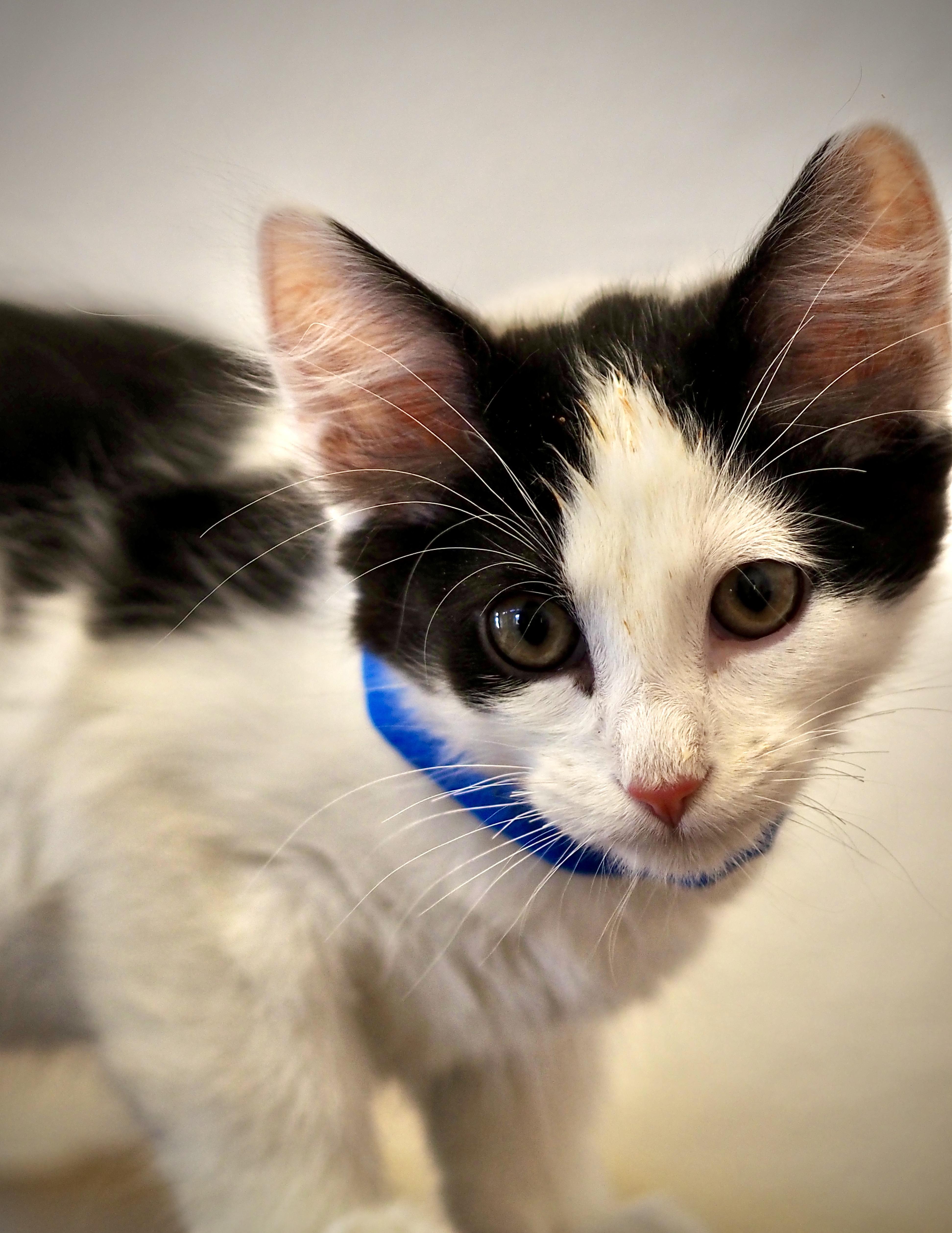 Enlarge Jigsaw, a Adoptable mixed breed in Buena Vista, CO image 2/3