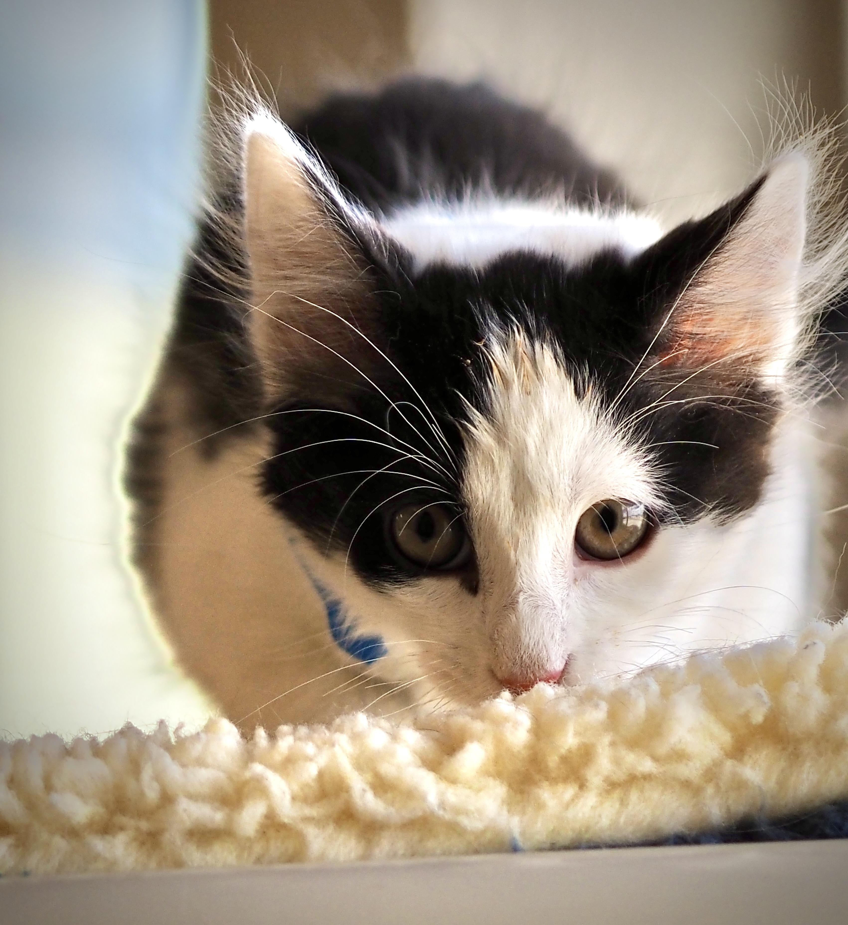 Jigsaw, Adoptable, Kitten Male Domestic Short Hair.