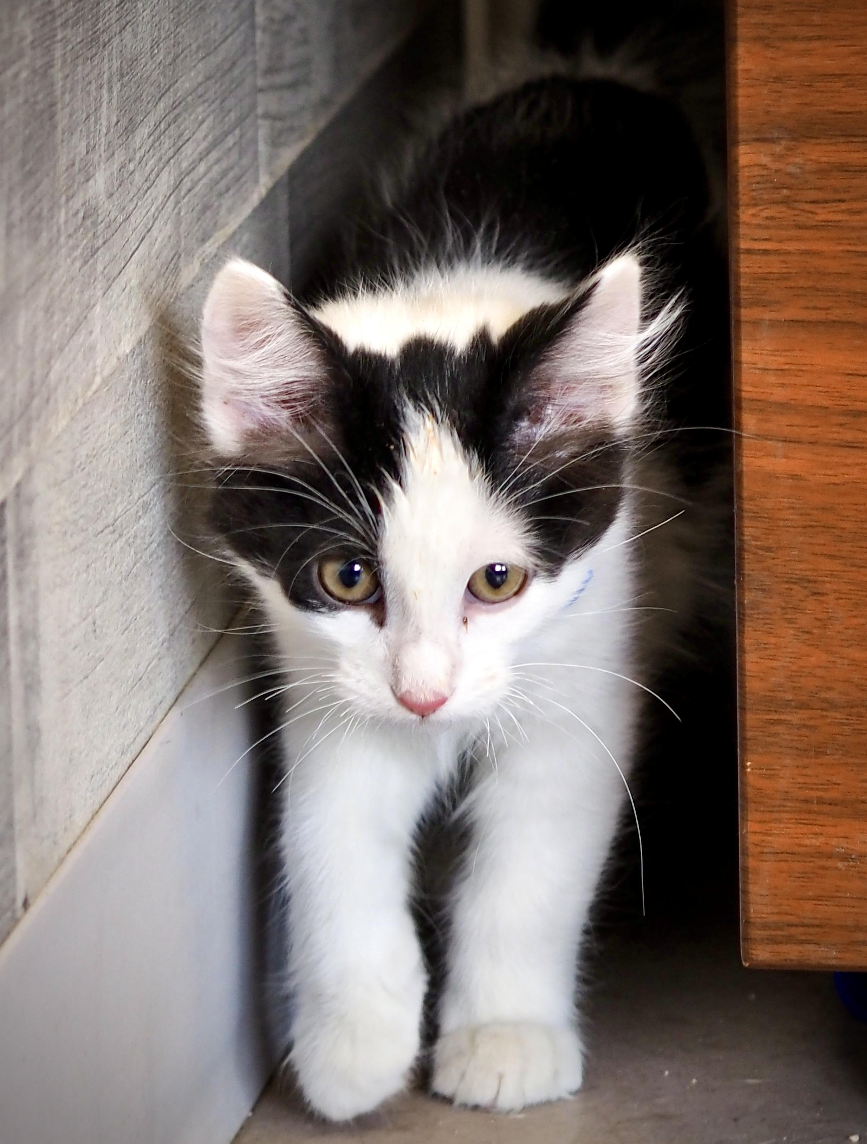 Enlarge Jigsaw, a Adoptable mixed breed in Buena Vista, CO image 3/3