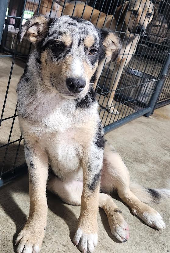 Cleo, adopted, Young Female Australian Shepherd & Border Collie.