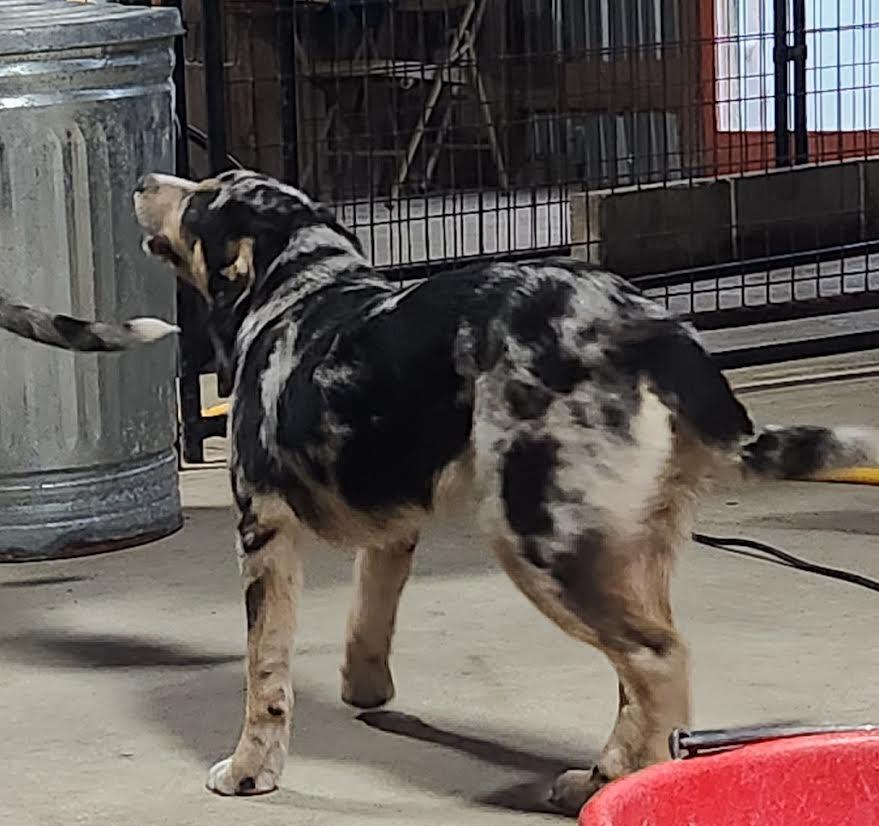 Enlarge Cleo, an adopted mixed breed in Marshall, AR image 5/5
