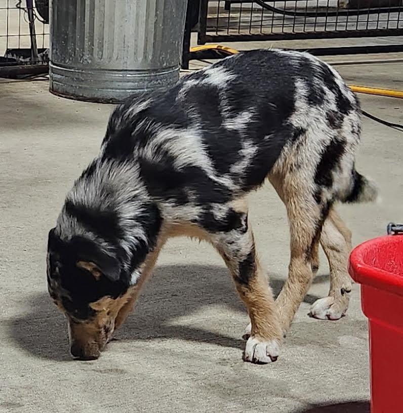 Enlarge Cleo, an adopted mixed breed in Marshall, AR image 3/5