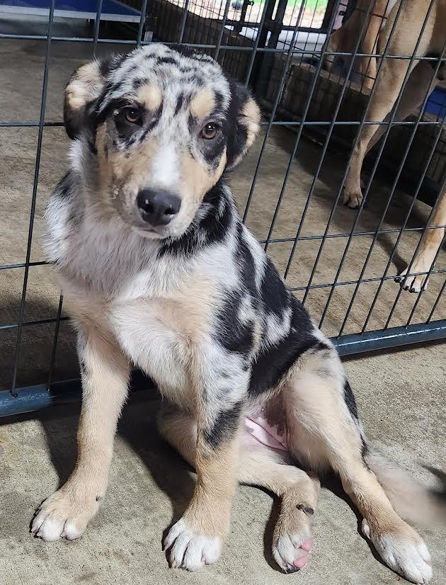 Enlarge Cleo, an adopted mixed breed in Marshall, AR image 2/5