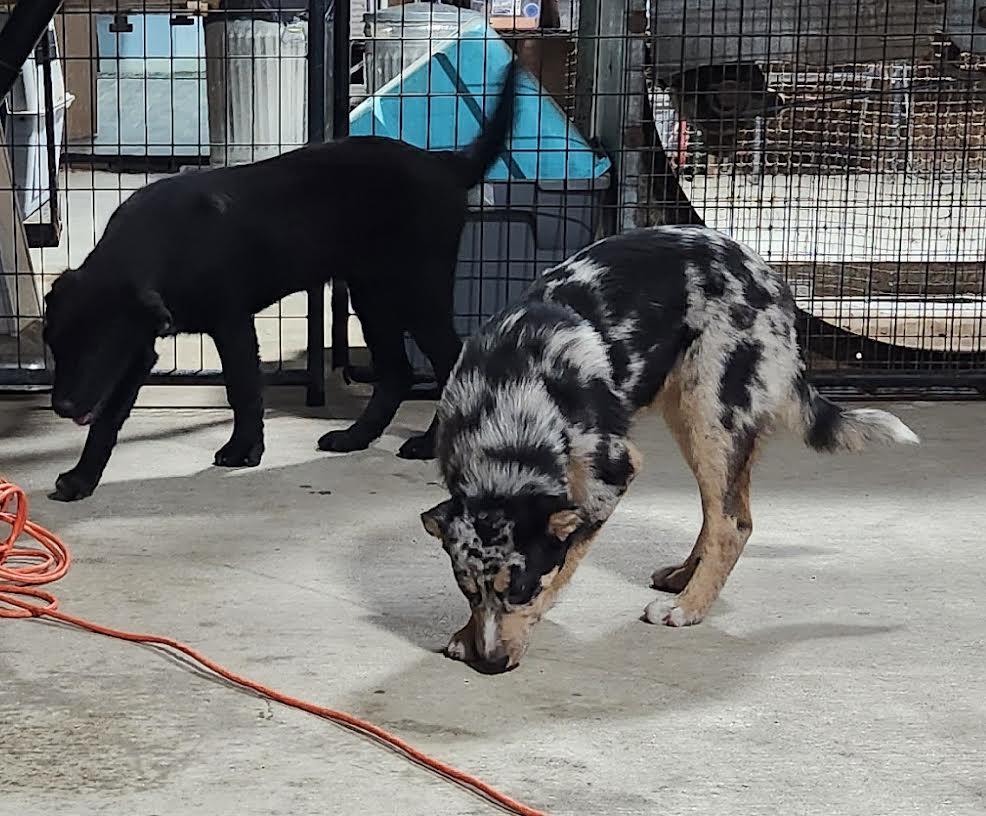 Enlarge Cleo, an adopted mixed breed in Marshall, AR image 4/5