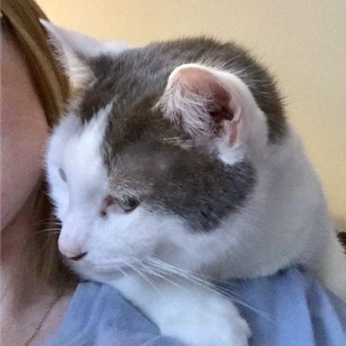 Enlarge Coco & Tubs, a Adoptable Domestic Short Hair in Seven Valleys, PA image 1/4