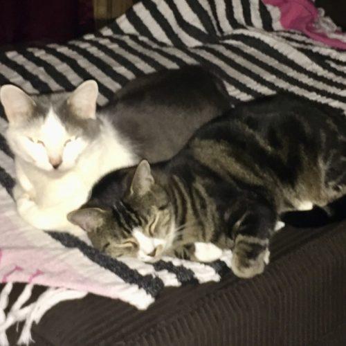 Enlarge Coco & Tubs, a Adoptable Domestic Short Hair in Seven Valleys, PA image 2/4