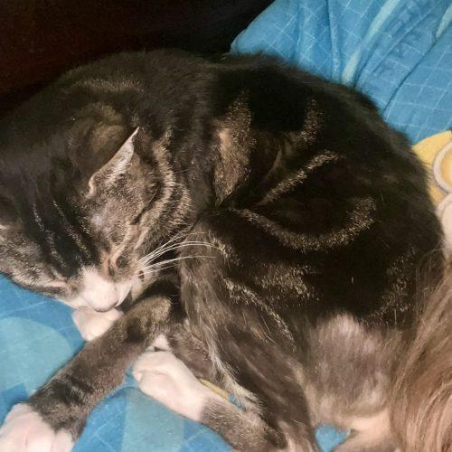 Enlarge Coco & Tubs, a Adoptable Domestic Short Hair in Seven Valleys, PA image 3/4