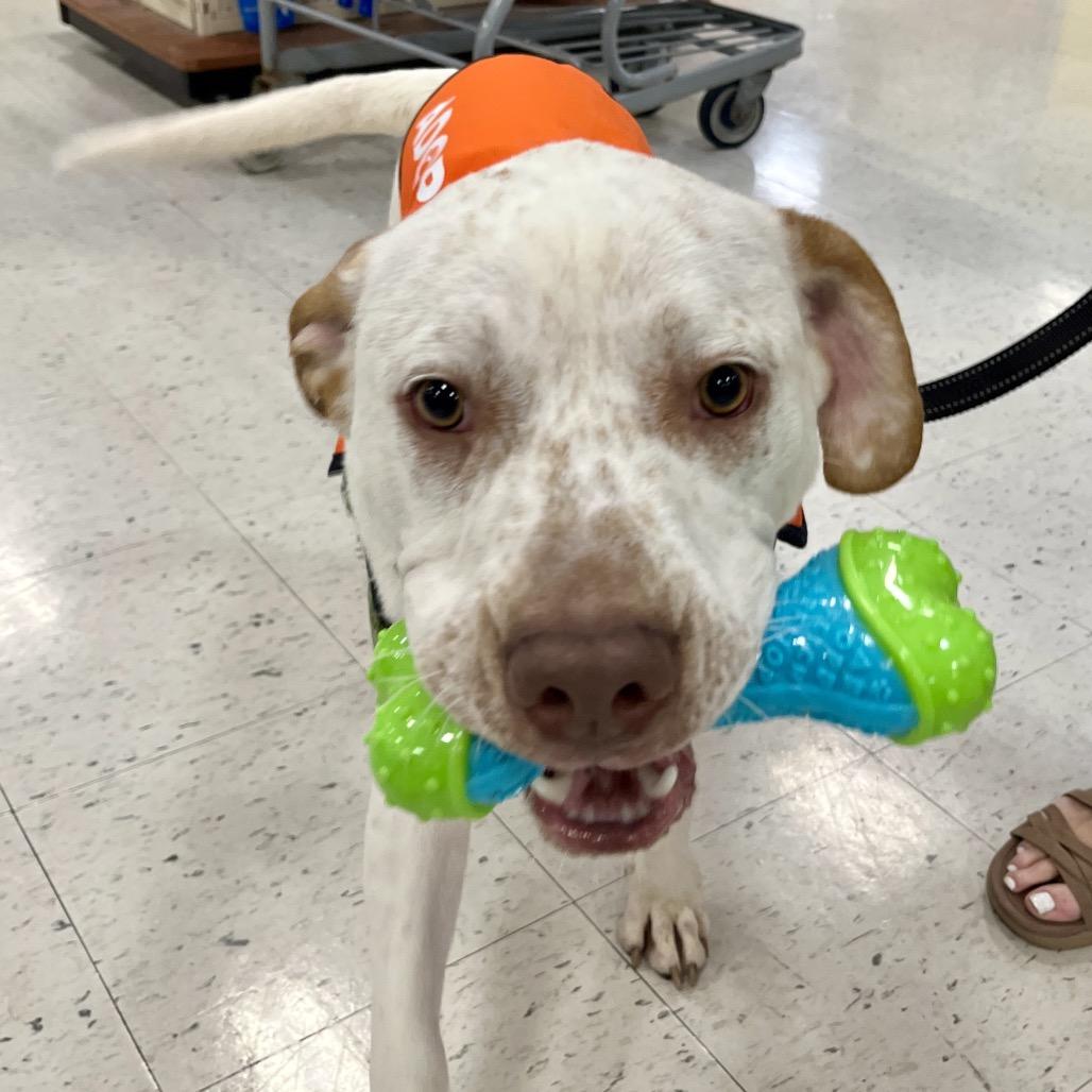 Enlarge Bodin, a Adoptable mixed breed in Festus, MO image 1/4