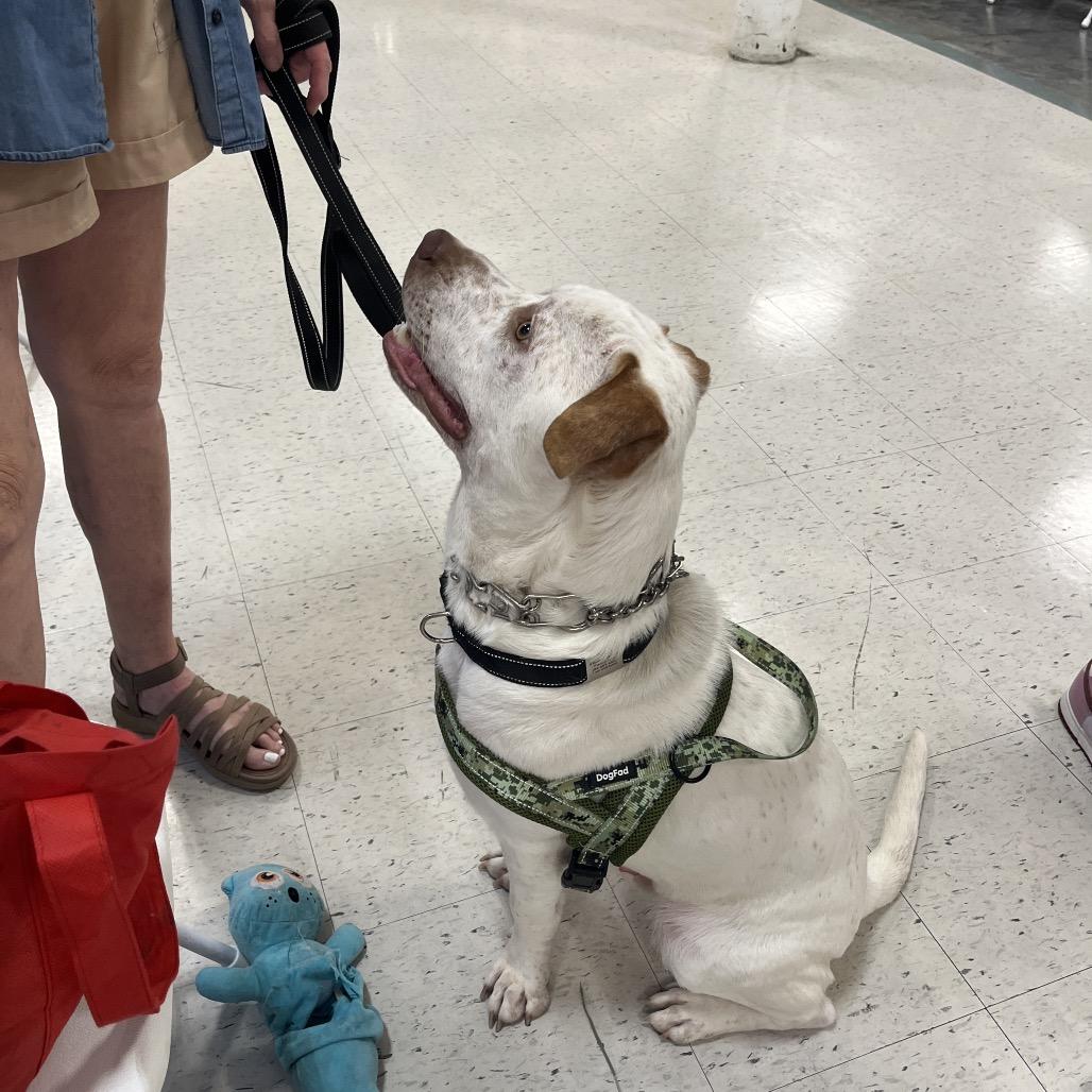 Enlarge Bodin, a Adoptable mixed breed in Festus, MO image 2/4