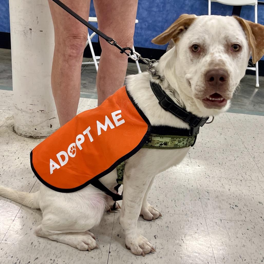 Enlarge Bodin, a Adoptable mixed breed in Festus, MO image 3/4