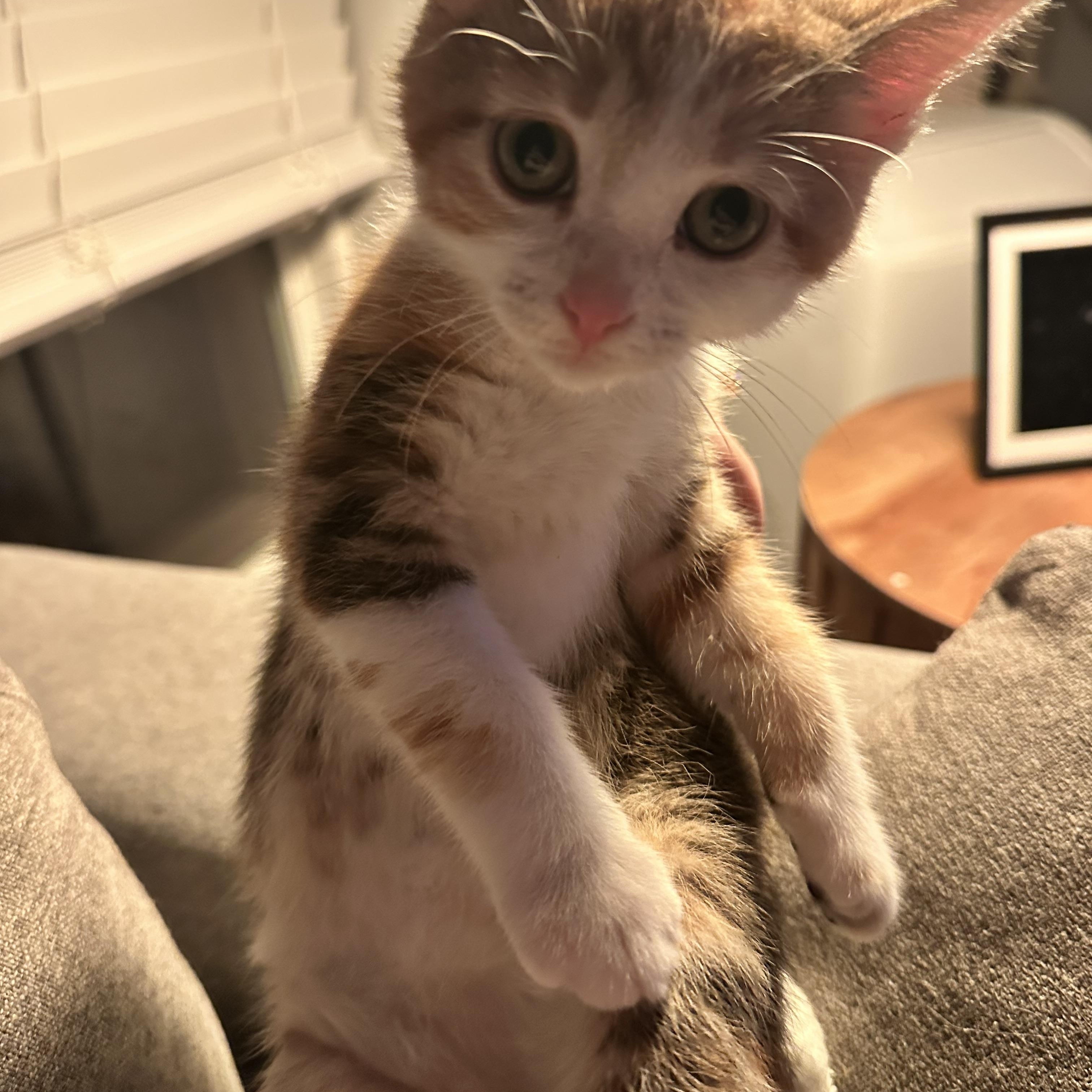 Bitsy-ab, adopted, Kitten Female Domestic Short Hair.