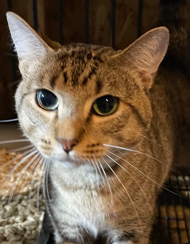 Chico, Adoptable, Adult Male Domestic Short Hair.