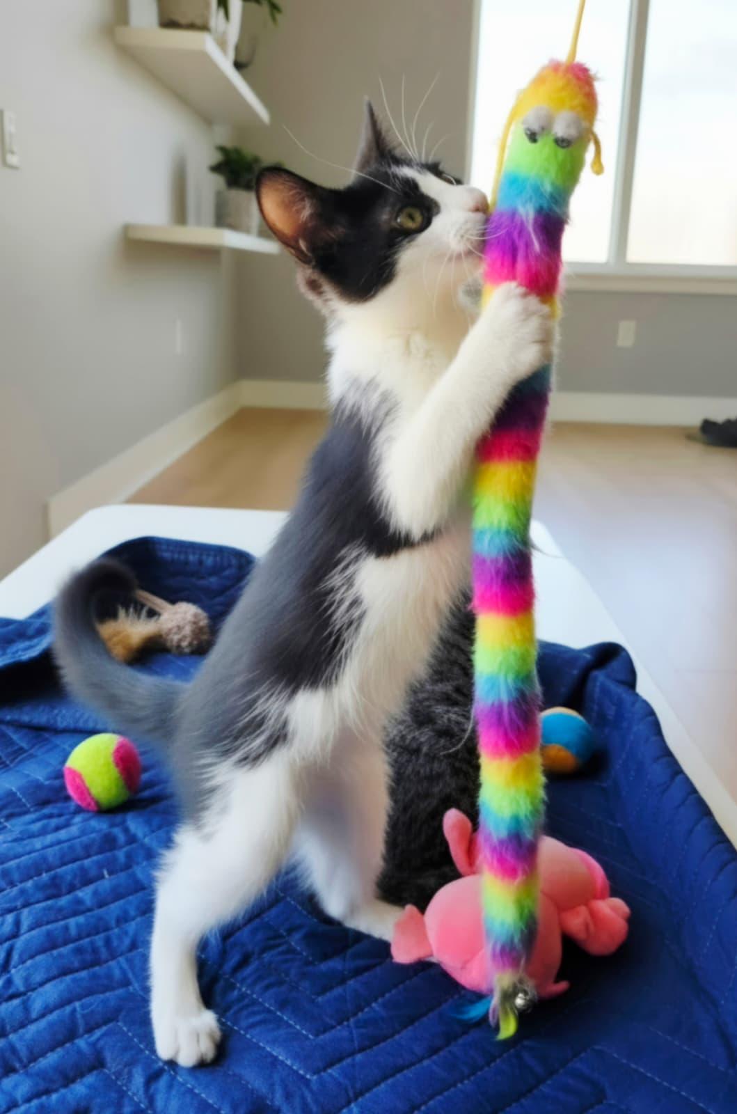 Enlarge Sumatra, a Adopted Domestic Short Hair in Nottingham, MD image 2/4