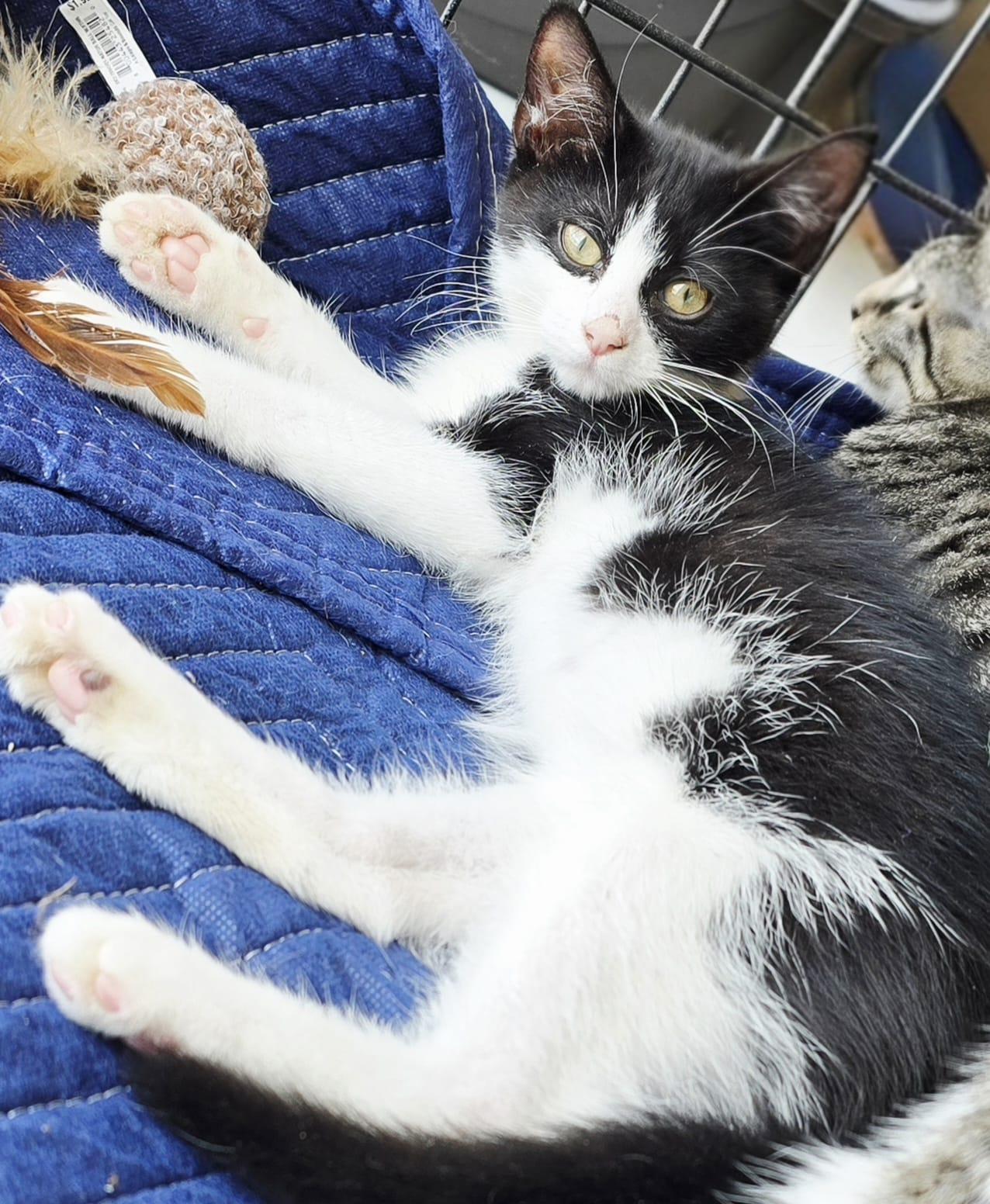 Enlarge Sumatra, a Adopted Domestic Short Hair in Nottingham, MD image 3/4