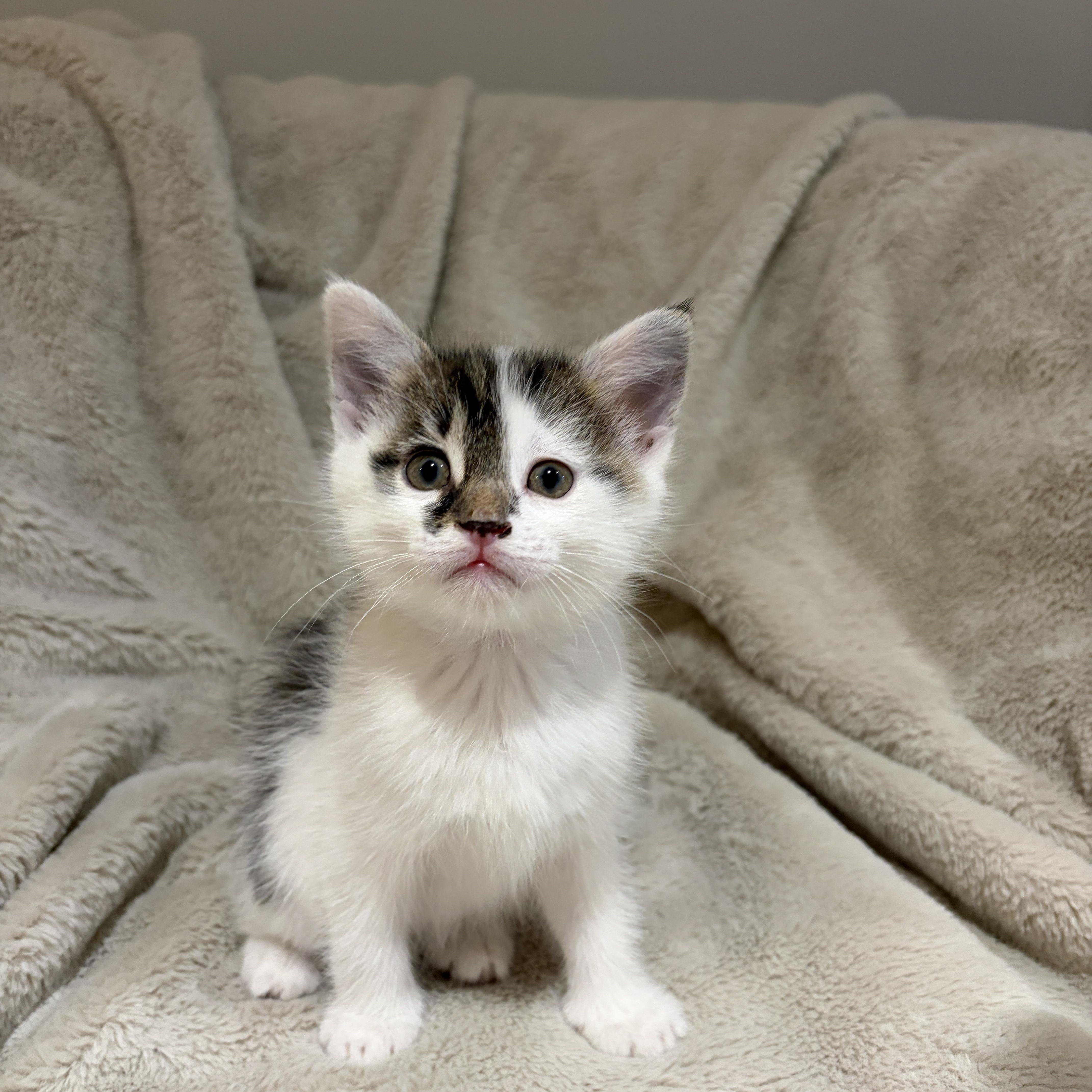 Leah, ADOPTABLE, Kitten Female American Shorthair.