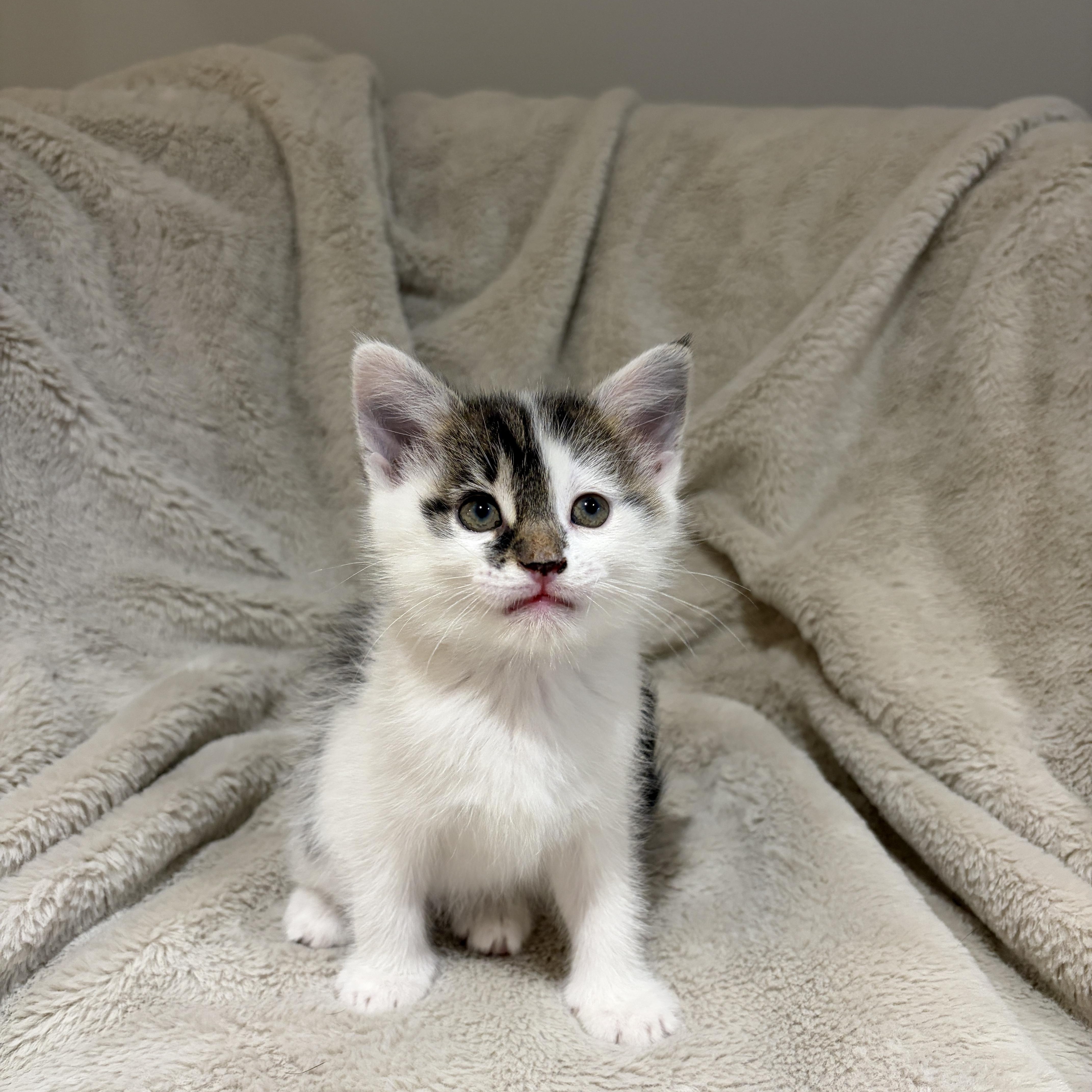 Enlarge Leah, a ADOPTABLE American Shorthair in Wadsworth, IL image 3/4