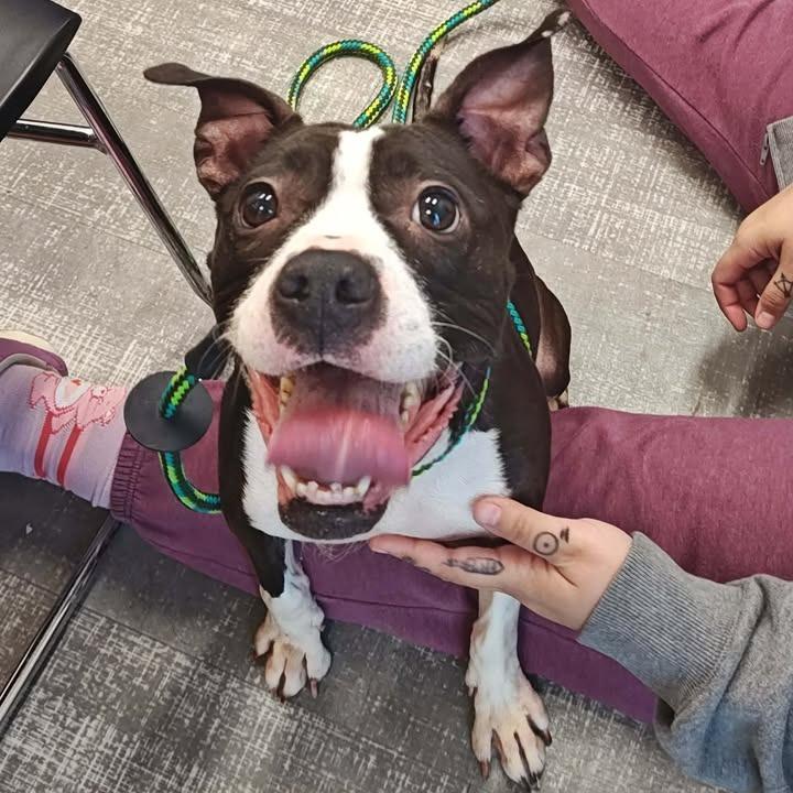 Lizzy, Adoptable, Adult Female Boston Terrier & Boxer.