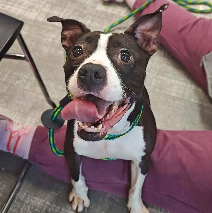 Enlarge Lizzy, a Adoptable mixed breed in Springdale, AR image 2/6