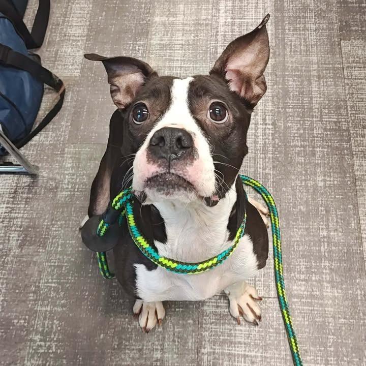 Enlarge Lizzy, a Adoptable mixed breed in Springdale, AR image 3/6