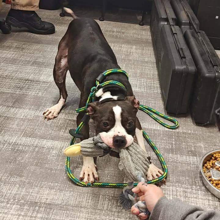 Enlarge Lizzy, a Adoptable mixed breed in Springdale, AR image 4/6