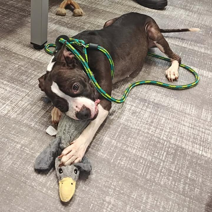 Enlarge Lizzy, a Adoptable mixed breed in Springdale, AR image 5/6