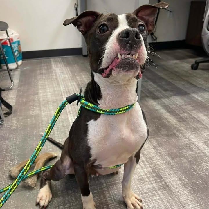 Enlarge Lizzy, a Adoptable mixed breed in Springdale, AR image 6/6