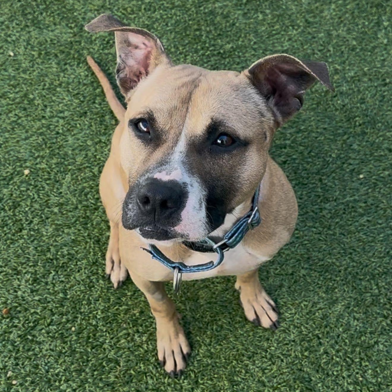 Biscuit, a Adoptable mixed breed in Brooklyn, NY image 6/6