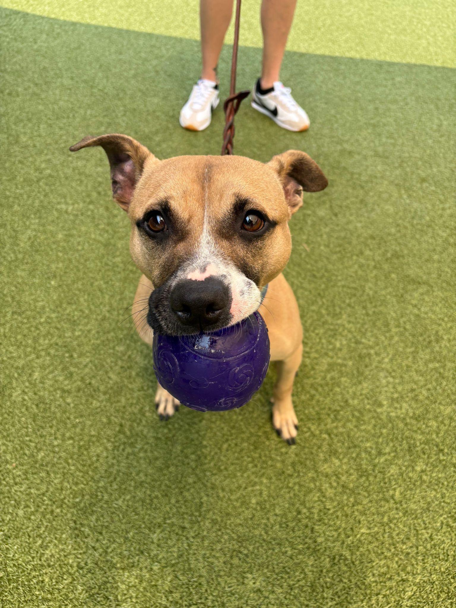 Biscuit, a Adoptable mixed breed in Brooklyn, NY image 4/6