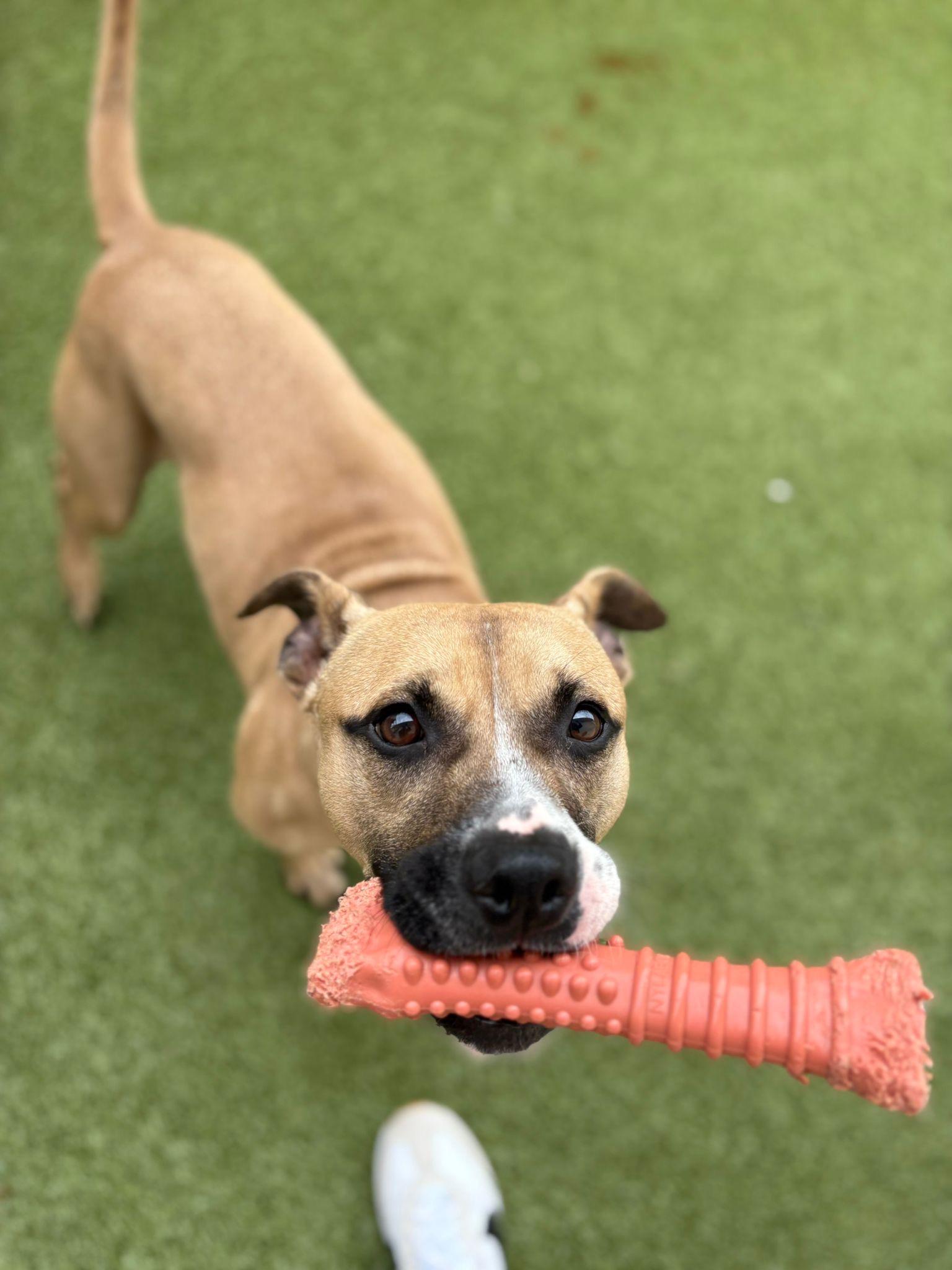 Biscuit, a Adoptable mixed breed in Brooklyn, NY image 2/6