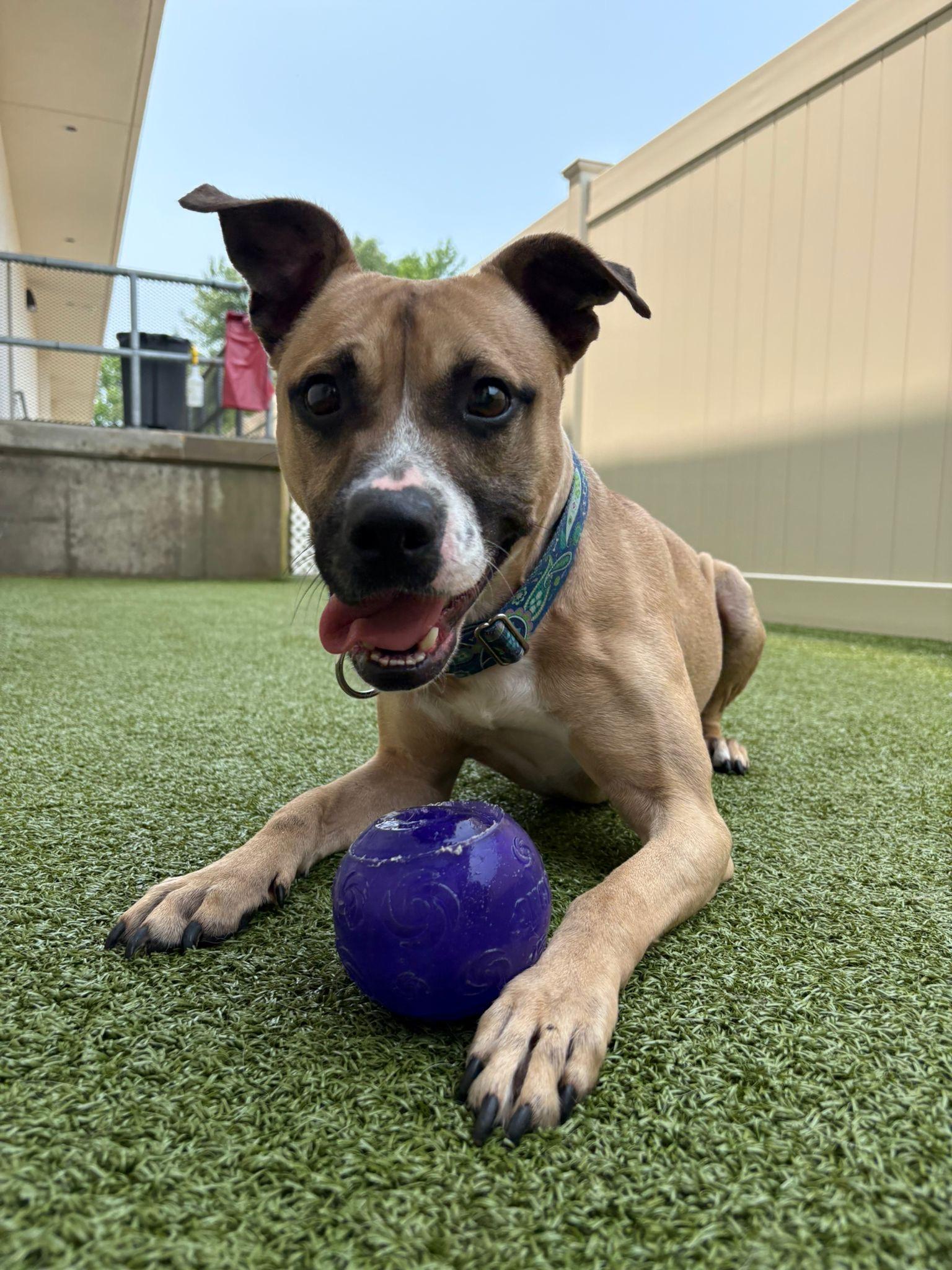 Biscuit, Adoptable, Young Male Pit Bull Terrier.